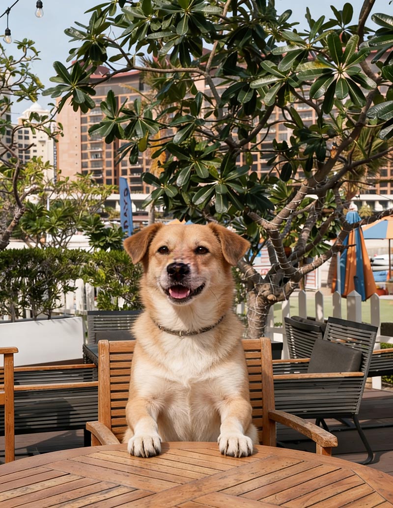 Pet-friendly day out at Riva Beach Club